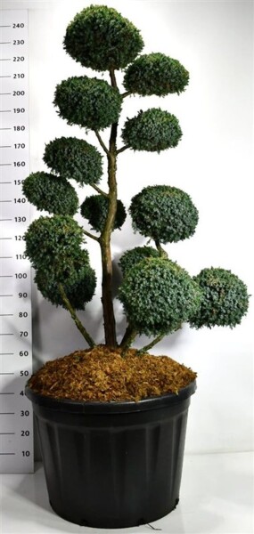 Juniperus chinensis 'Blue Alps' bonsai 140-160 cm C180