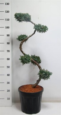 Juniperus chinensis 'Blue Alps' S-vorm 80 cm C20