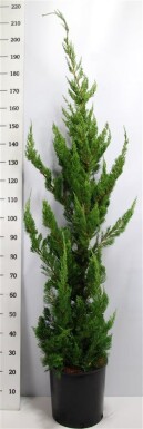 Juniperus chinensis 'Kaizuka' struik 125-150 cm C18