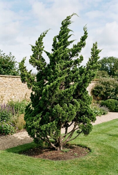 Juniperus chinensis 'Kaizuka' struik 175-200 cm C25