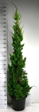Juniperus chinensis 'Kaizuka' struik 175-200 cm C25