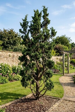 Juniperus chinensis 'Kaizuka' struik 175-200 cm C25