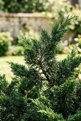 Juniperus chinensis 'Kaizuka' struik 175-200 cm C25