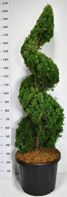 Juniperus chinensis 'Kaizuka' spiraal 140-160 cm C45