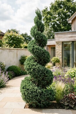 Juniperus chinensis 'Kaizuka' spiraal 140-160 cm C45