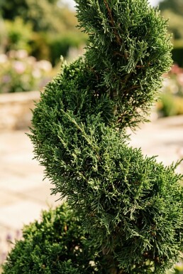 Juniperus chinensis 'Kaizuka' spiraal 140-160 cm C45