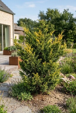 Juniperus pfitzeriana 'Kuriwao Gold' struik 40-50 cm C7.5