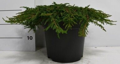 Juniperus communis 'Green Carpet' struik 60-70 cm C12