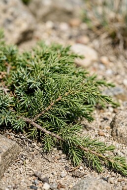 Juniperus communis 'Green Carpet' struik 60-70 cm C12
