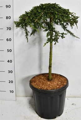 Juniperus communis 'Green Carpet' op stam 50 cm C18