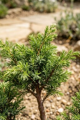 Juniperus communis 'Green Carpet' op stam 50 cm C18