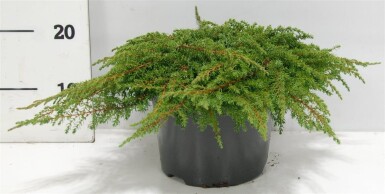 Juniperus communis 'Green Carpet' struik 40-50 cm C5