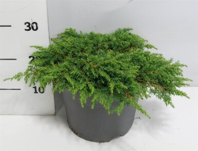 Juniperus communis 'Green Carpet' struik 40-50 cm C7.5