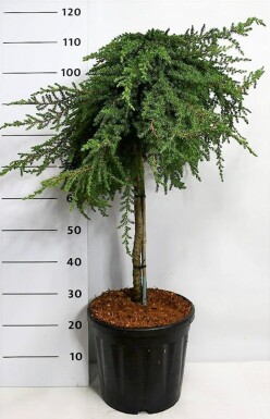 Juniperus communis 'Greenmantle' op stam 75 cm C18