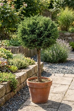 Juniperus communis 'Greenmantle' op stam 75 cm C18