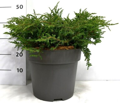 Juniperus communis 'Repanda' struik 50-60 cm C12