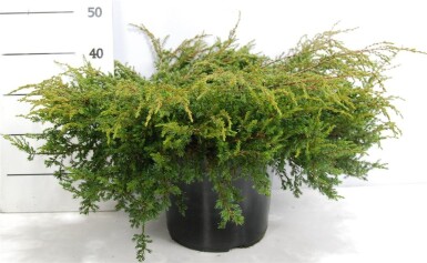 Juniperus communis 'Repanda' struik 60-70 cm C12