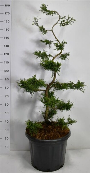 Juniperus communis 'Repanda' bonsai 125-150 cm C45