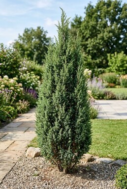 Juniperus communis 'Suecica' struik 60-70 cm C12