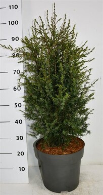Juniperus communis 'Suecica' struik 60-70 cm C12