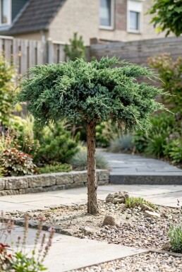 Juniperus conferta 'Schlager' op stam 80 cm C18