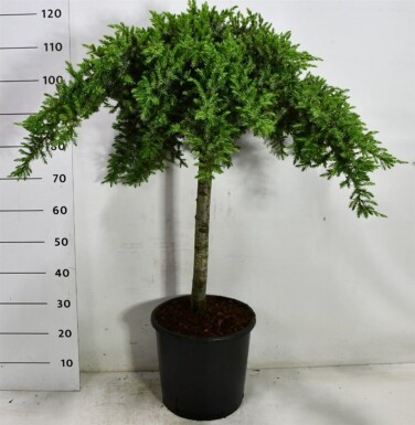 Juniperus conferta 'Schlager' op stam 80 cm C18
