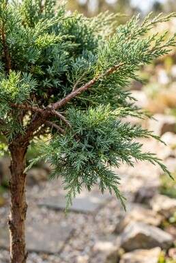 Juniperus conferta 'Schlager' op stam 80 cm C18