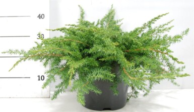 Juniperus conferta 'Schlager' struik 40-50 cm C5