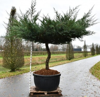 Juniperus media 'Hetzii' op stam 100-125 cm C500