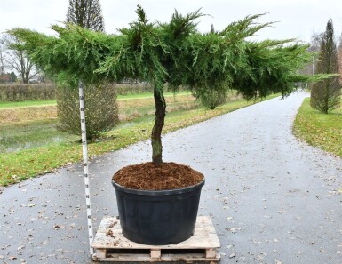 Juniperus pfitzeriana 'Pfitzeriana Aurea' op stam 80-100 cm C280