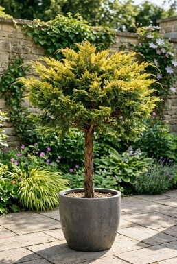 Juniperus pfitzeriana 'Pfitzeriana Aurea' op stam 80-100 cm C280