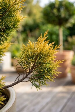 Juniperus pfitzeriana 'Pfitzeriana Aurea' op stam 80-100 cm C280