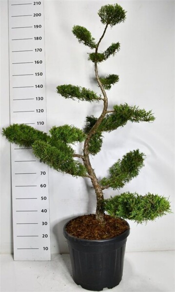 Juniperus pfitzeriana 'Pfitzeriana Aurea' bonsai 150-175 cm C45