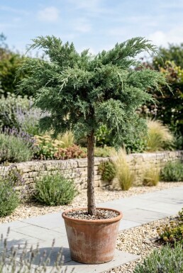 Juniperus pfitzeriana 'Mint Julep' op stam 100 cm C670