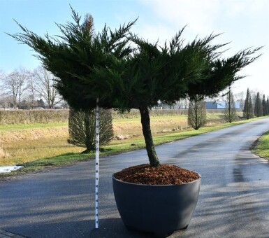 Juniperus pfitzeriana 'Mint Julep' op stam 100 cm C670