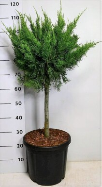 Juniperus pfitzeriana 'Mint Julep' op stam 40 cm C13