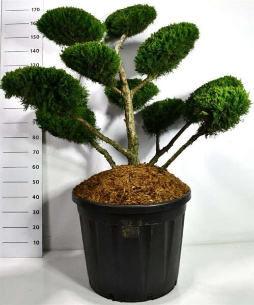 Juniperus pfitzeriana 'Mint Julep' bonsai 80-100 cm C130