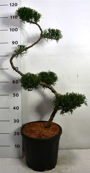 Juniperus pfitzeriana 'Mint Julep' S-vorm 80 cm C20