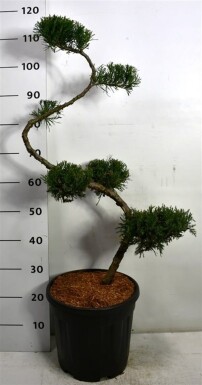 Juniperus pfitzeriana 'Mint Julep' S-vorm 80 cm C20