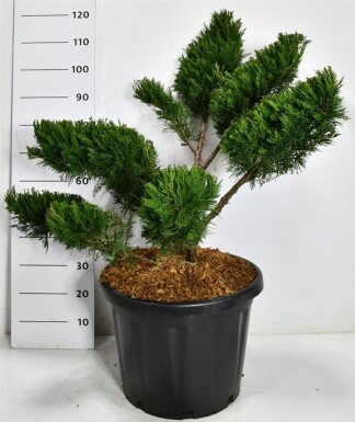Juniperus pfitzeriana 'Mint Julep' multiplateau 100-125 cm C45