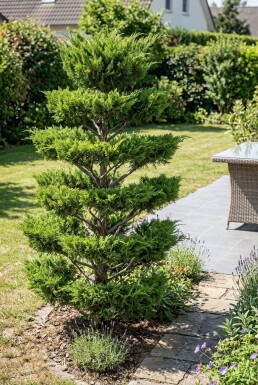 Juniperus pfitzeriana 'Mint Julep' multiplateau 100-125 cm C45
