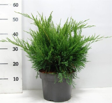 Juniperus pfitzeriana 'Mint Julep' struik 30-40 cm C5