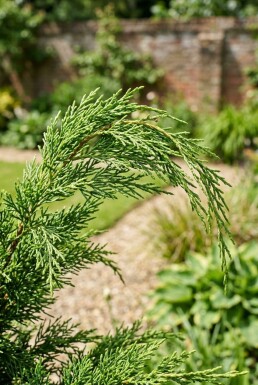 Juniperus pfitzeriana 'Mint Julep' struik 30-40 cm C5