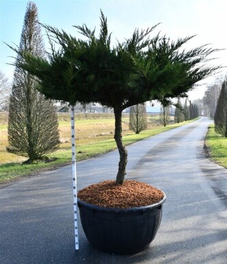 Juniperus pfitzeriana 'Mint Julep' op stam 100 cm C500