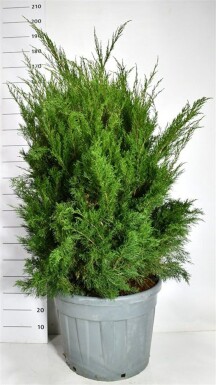 Juniperus pfitzeriana 'Mint Julep' solitair 100-125 cm C90