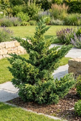 Juniperus pfitzeriana 'Mint Julep' solitair 100-125 cm C90