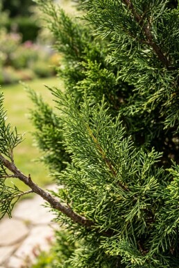 Juniperus pfitzeriana 'Mint Julep' solitair 100-125 cm C90