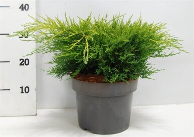 Juniperus pfitzeriana 'Old Gold' struik 30-40 cm C5