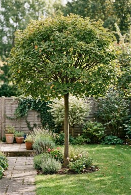 Acer campestre 'Nanum' halfstam stamhoogte 150 cm C10