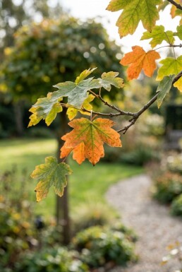 Acer campestre 'Nanum' halfstam stamhoogte 150 cm C10